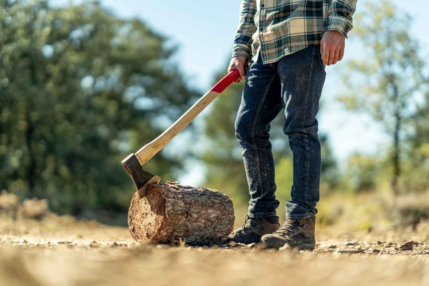 The Steps Involved in Our Tree Care Process in Edwards, CO